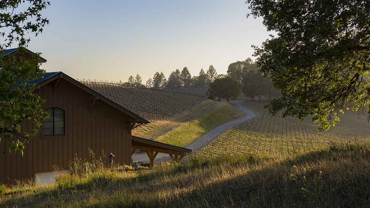 Catagory Winery and Vineyards. 249_4.22.21_Warehouse_Budding_Sunset_04