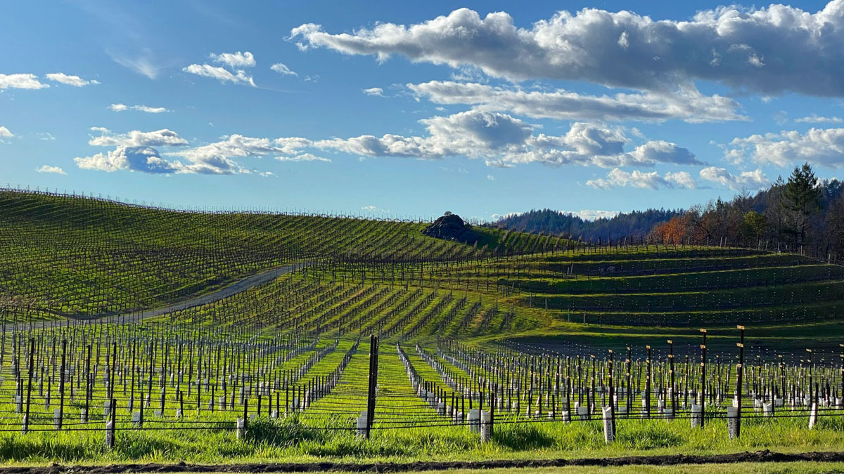 Catagory Winery and Vineyards. Newly planted viognier