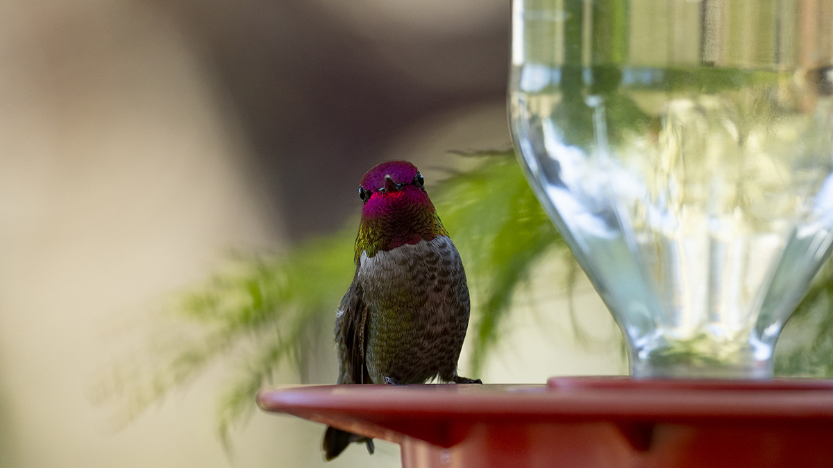 Catagory Spring 2022. Hummingbird Garden Guest