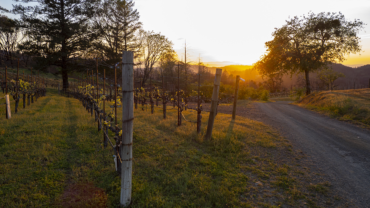 Catagory Spring 2022. Viognier Terraces at Sunset